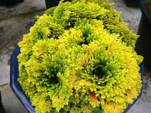 画像1: 黄金ノ華　2.5P