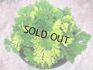 画像1: 月居錦　2.5Ｐ