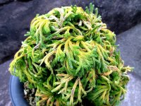 暁獅子　2.5Ｐ