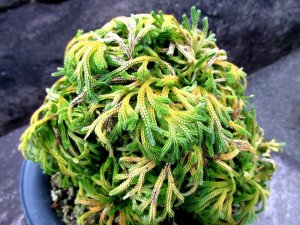 画像1: 暁獅子　2.5Ｐ