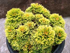 6月の画像です。