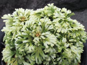 画像1: 稲沢姫　2.5Ｐ