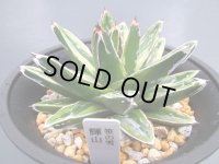 アガベ笹の雪『輝山』