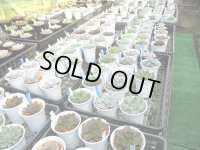 エケベリア販売中