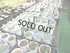 画像1: エケベリア販売中