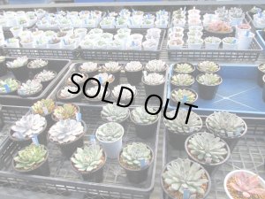 画像3: エケベリア販売中