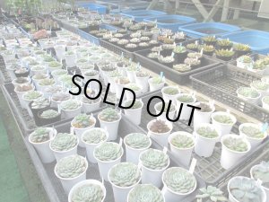 画像2: エケベリア販売中
