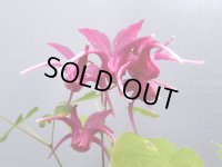 イカリソウ【北岳姫赤花】