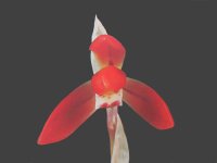 日本春蘭【優香】（花芽2ヶ付き株）