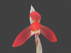 画像1: 日本春蘭【優香】（花芽2ヶ付き株）