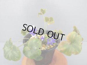 画像2: 雪割草銘品【霞野】（大2芽株）/開花中