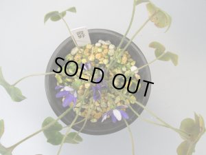 画像3: 雪割草銘品【霞野】（大2芽株）/開花中