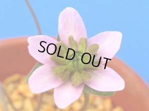 画像1: 雪割草銘品【玉鈴】（上3芽株）/開花中