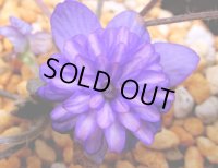 雪割草銘品【紫魂】（中2芽株）/開花中