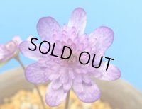 雪割草銘品【霧紫】（中1芽株）/開花中