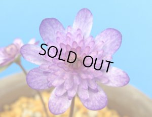 画像1: 雪割草銘品【霧紫】（中1芽株）/開花中