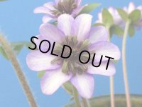 雪割草銘品【夕笛】（大1芽株）/開花中