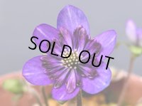 雪割草銘品【紫聖】（上2芽株）/咲き出し