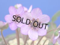 雪割草銘品【紫陽】（中1良2芽株）/咲き出し