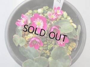 画像2: 雪割草銘品【緋の司】（大3上1芽株）