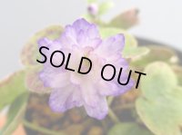 雪割草銘品【越の吹雪】（4〜5芽株）/開花中