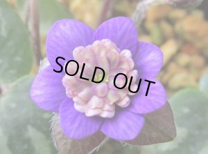 画像1: 雪割草銘品【天青梅】（上1芽株）/開花中