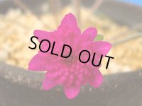 雪割草銘品【緋の海】（上2芽株）