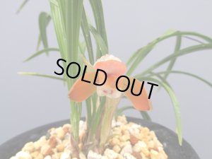 販売品です。