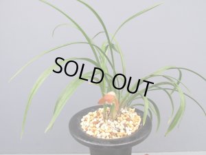 販売品です。