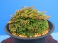 画像1: 栄獅子　（4.5号プラ） (1)