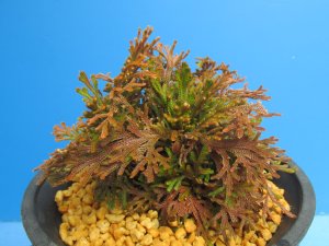 画像2: 雫乃輝　（4.5号プラ）