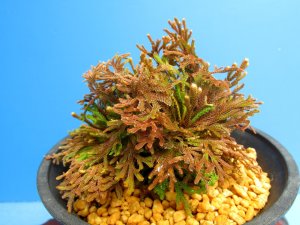 画像1: 雫乃輝　（4.5号プラ）