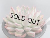 エケベリア【オリオン】Lサイズ