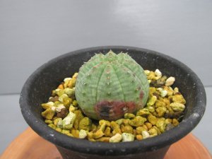 画像2: ユーフォルビア　子吹きシンメトリカ