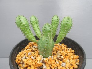 画像1: ユーフォルビア　オベサブロウ
