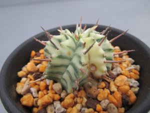 画像1: ユーフォルビア　メロフォルミス錦