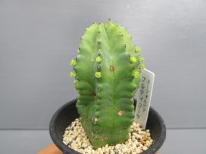 画像2: ユーフォルビア　フルティコーサ