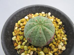 画像3: ユーフォルビア　子吹きシンメトリカ