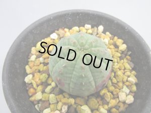 画像3: ユーフォルビア　子吹きシンメトリカ