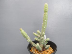 画像1: ユーフォルビア・デビリスピナ