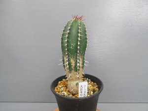 画像1: ユーフォルビア　『大正キリン』