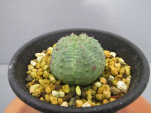 画像1: ユーフォルビア　子吹きシンメトリカ