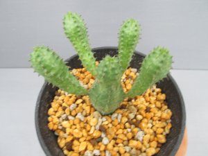 画像2: ユーフォルビア　オベサブロウ