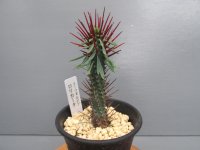 ユーフォルビア　ロリカータ