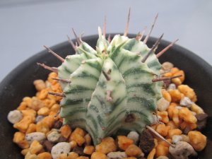 画像2: ユーフォルビア　メロフォルミス錦