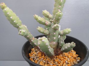 画像2: ユーフォルビア・デビリスピナ