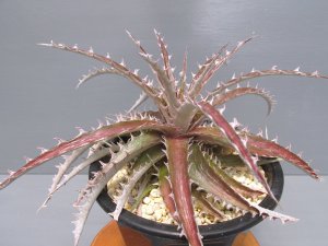 画像2: ディッキア交配種