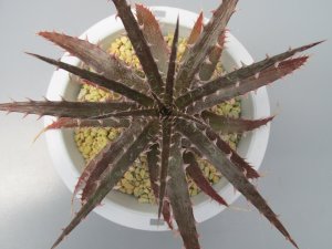 画像1: ディッキア交配種