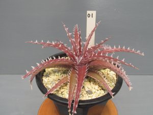 画像4: ディッキア交配種