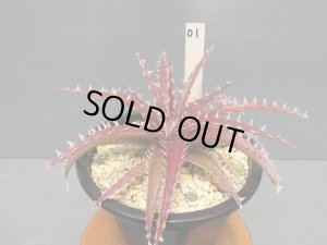 画像4: ディッキア交配種